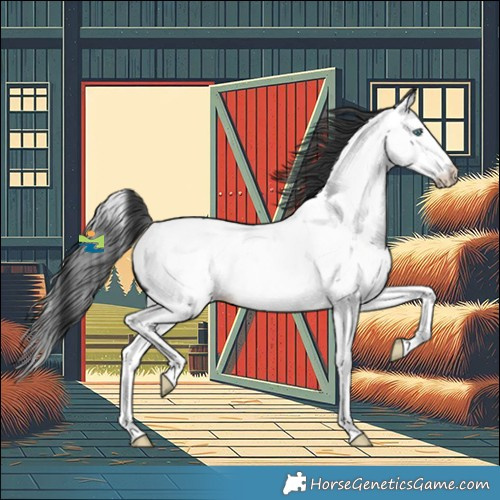 Horse Color:Black Splash Near Fewspot 