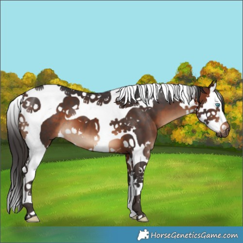 Horse Color:Brown Splash Tobiano 