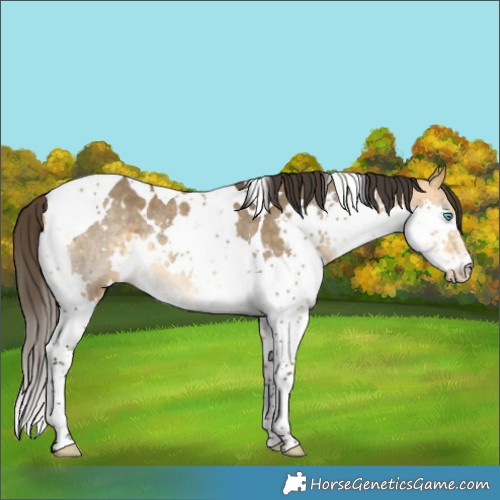 Horse Color:White Spotted Buckskin Dun Splash Tobiano Rabicano 