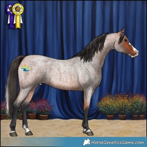 Horse Color:Bay Roan Splash Rabicano 