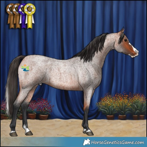 Horse Color:Bay Roan Splash Rabicano 