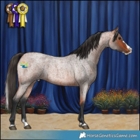 Horse Color:Bay Roan Splash Rabicano
