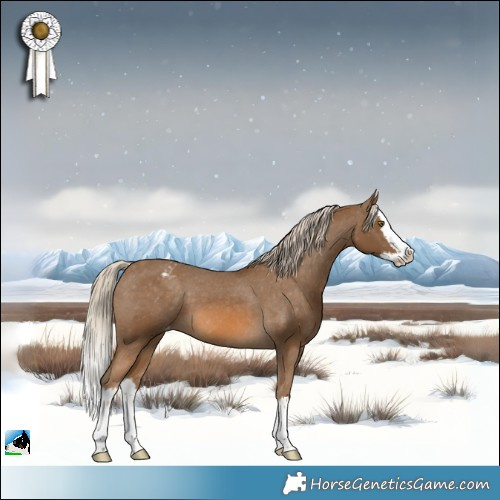 Horse Color:Chocolate Palomino Splash Appaloosa 
