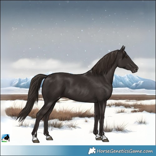 Horse Color:Liver Chestnut Varnish 