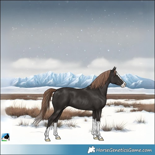 Horse Color:Liver Chestnut Splash Appaloosa 