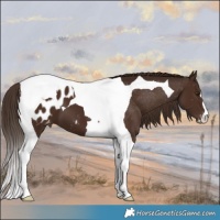 Horse Color:Liver Chestnut Tobiano Blanket 