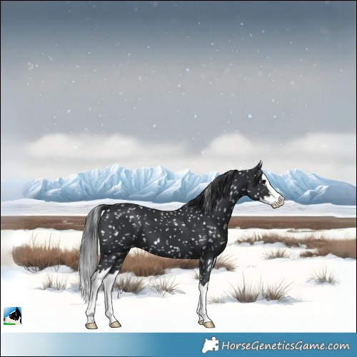 Horse Color:Black Splash Skewed LP Spotted