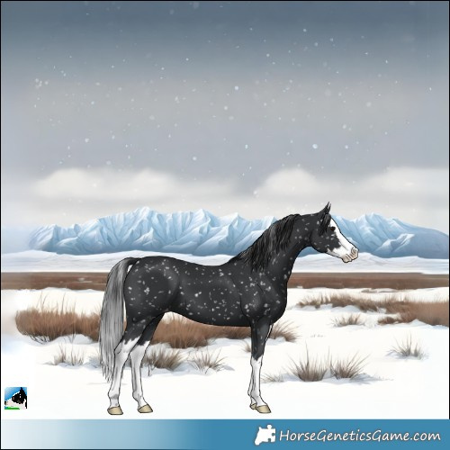 Horse Color:Black Splash Skewed Appaloosa 