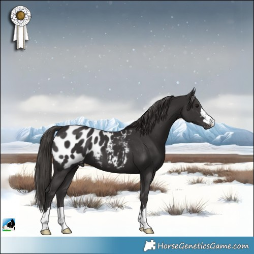 Horse Color:Smoky Black Appaloosa 