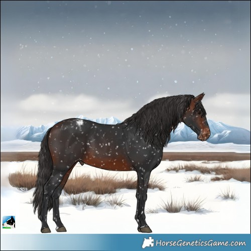 Horse Color:Brown Appaloosa 