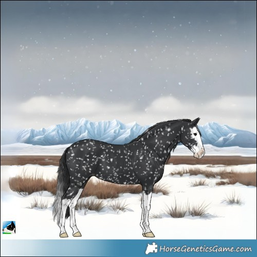 Horse Color:Black Splash Skewed LP Spotted