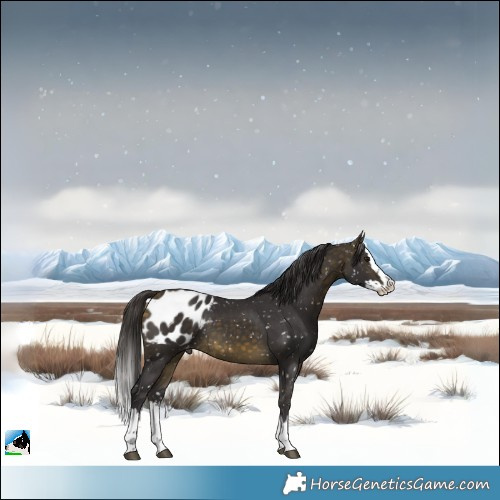 Horse Color:Buckskin Splash Appaloosa 