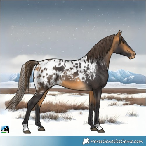 Horse Color:Buckskin Skewed Appaloosa 