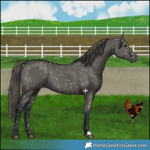 Horse Color:Grullo Snowflake Varnish Rabicano 