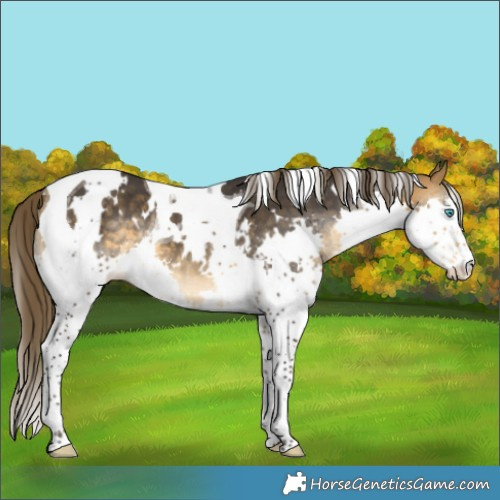 Horse Color:White Spotted Buckskin Splash Tobiano Appaloosa 