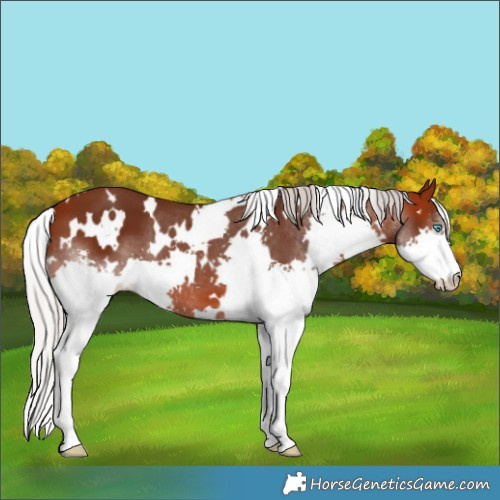 Horse Color:White Spotted Silver Brown Sabino Splash 