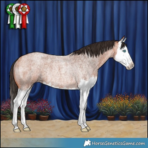 Horse Color:Bay Roan Splash Rabicano