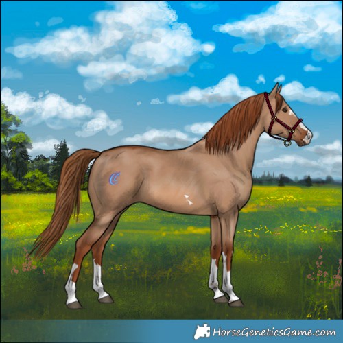 Horse Color:Red Dun 