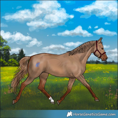 Horse Color:Red Dun 