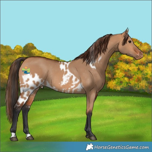 Horse Color:Bay Dun Skewed Appaloosa Rabicano 