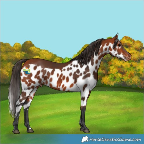 Horse Color:Bay Skewed Appaloosa 