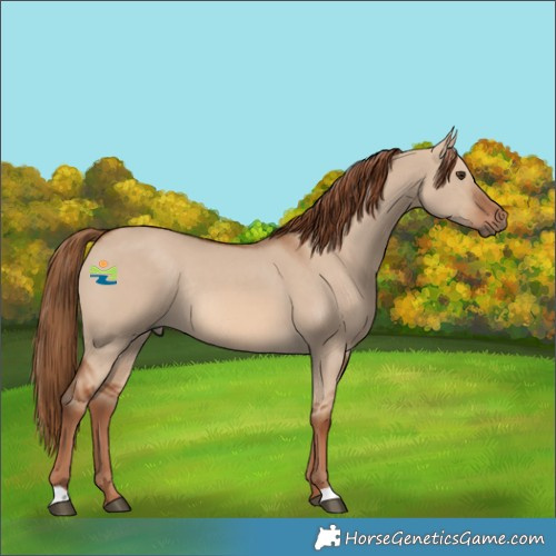 Horse Color:Red Dun Rabicano 