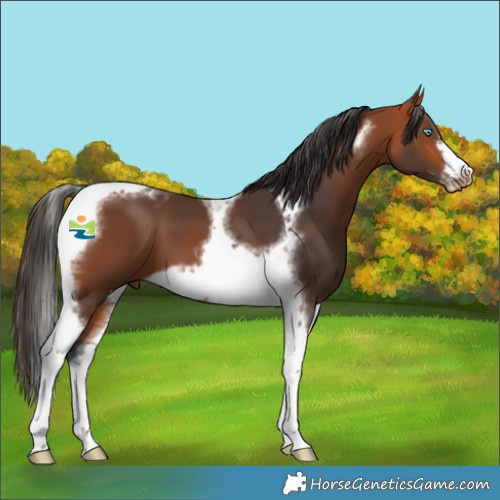 Horse Color:Bay Tobiano Frame 