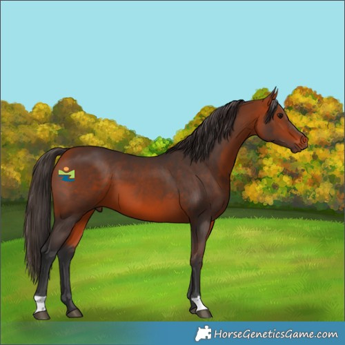Horse Color:Bay 
