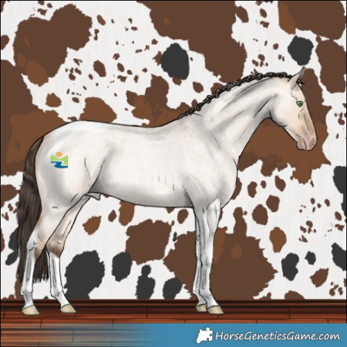 Horse Color:Amber Champagne Roan Dun Tobiano Rabicano 