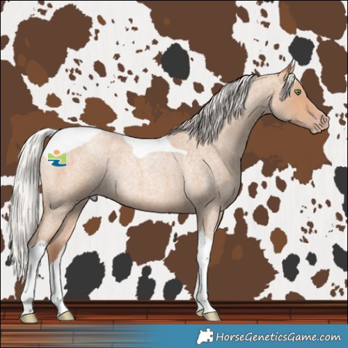 Horse Color:Silver Amber Champagne Roan Tobiano Rabicano 
