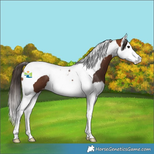 Horse Color:Bay Splash Tobiano Skewed Appaloosa 