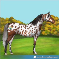Horse Color:Bay Skewed LP Spotted