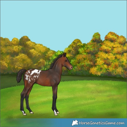Horse Color:Bay Appaloosa 