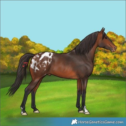 Horse Color:Bay Appaloosa