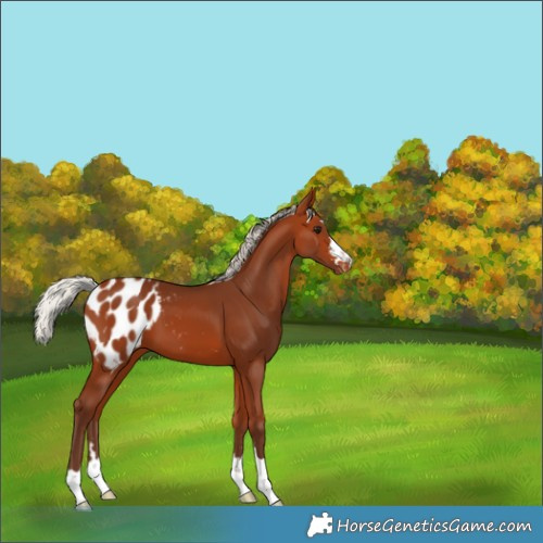 Horse Color:Silver Bay Appaloosa 
