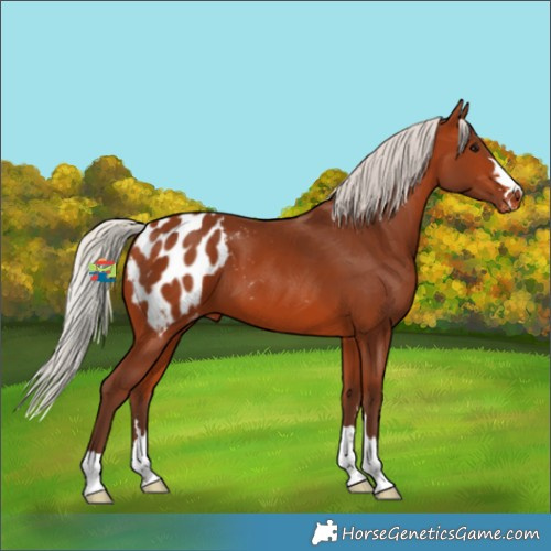 Horse Color:Silver Bay Appaloosa 
