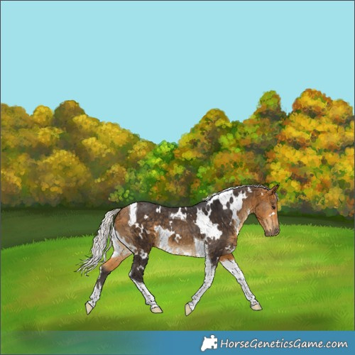 Horse Color:White Spotted Silver Buckskin Tobiano 