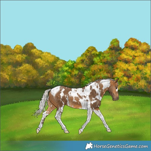 Horse Color:White Spotted Silver Buckskin Tobiano 