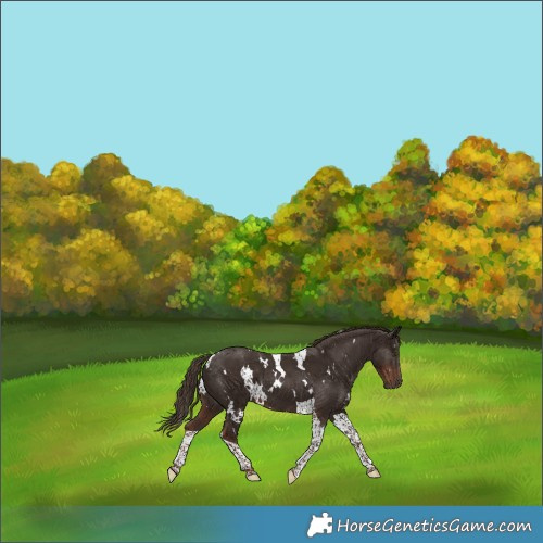 Horse Color:White Spotted Liver Chestnut Tobiano 