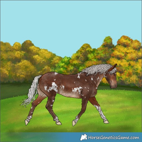 Horse Color:White Spotted Silver Bay Tobiano 