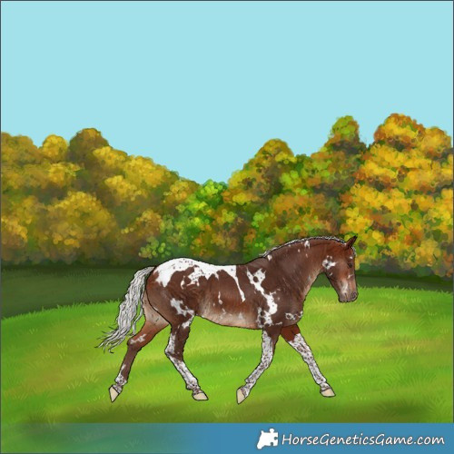 Horse Color:White Spotted Silver Bay Tobiano 