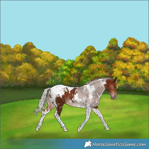 Horse Color:White Spotted Silver Bay Tobiano 