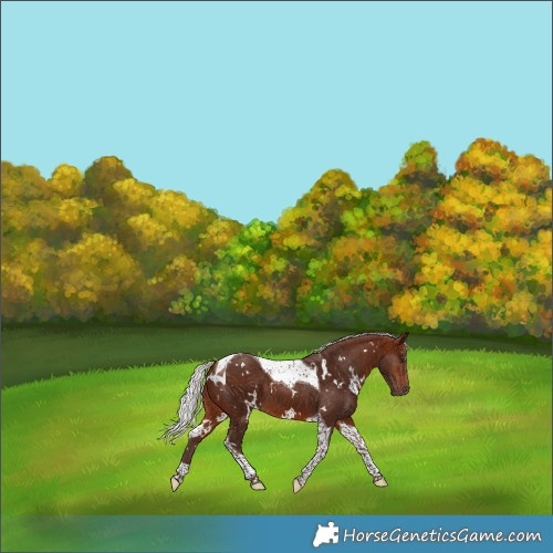 Horse Color:White Spotted Silver Bay Tobiano 