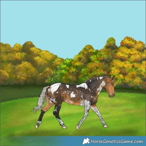 Horse Color:White Spotted Silver Buckskin Tobiano 