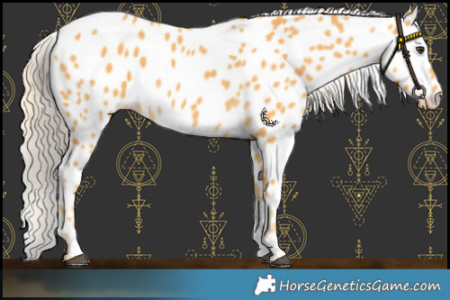 Horse Color:Palomino Leopard 