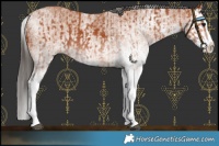 Horse Color:White Spotted Bay Splash  and White Spotted Bay Splash 