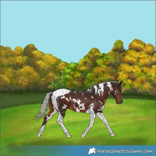 Horse Color:White Spotted Silver Brown Tobiano 