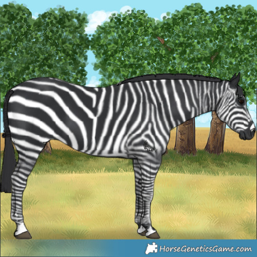 Horse Color:Black 