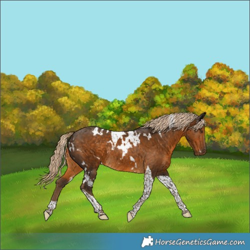 Horse Color:White Spotted Chocolate Palomino Tobiano Rabicano 
