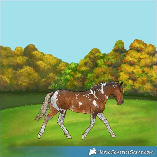 Horse Color:White Spotted Chocolate Palomino Tobiano Rabicano 